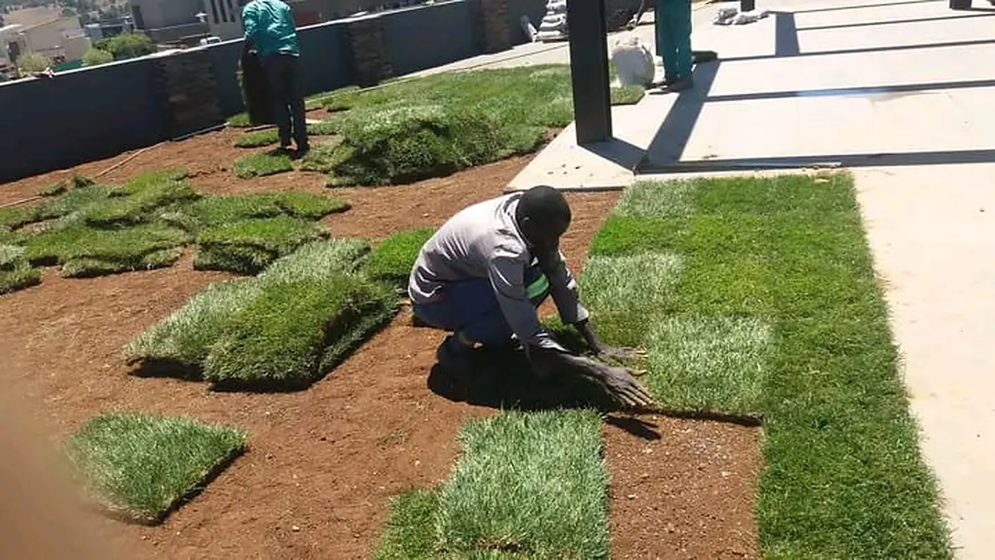 The Luxe team laying instant lawn rolls across a prepared bed